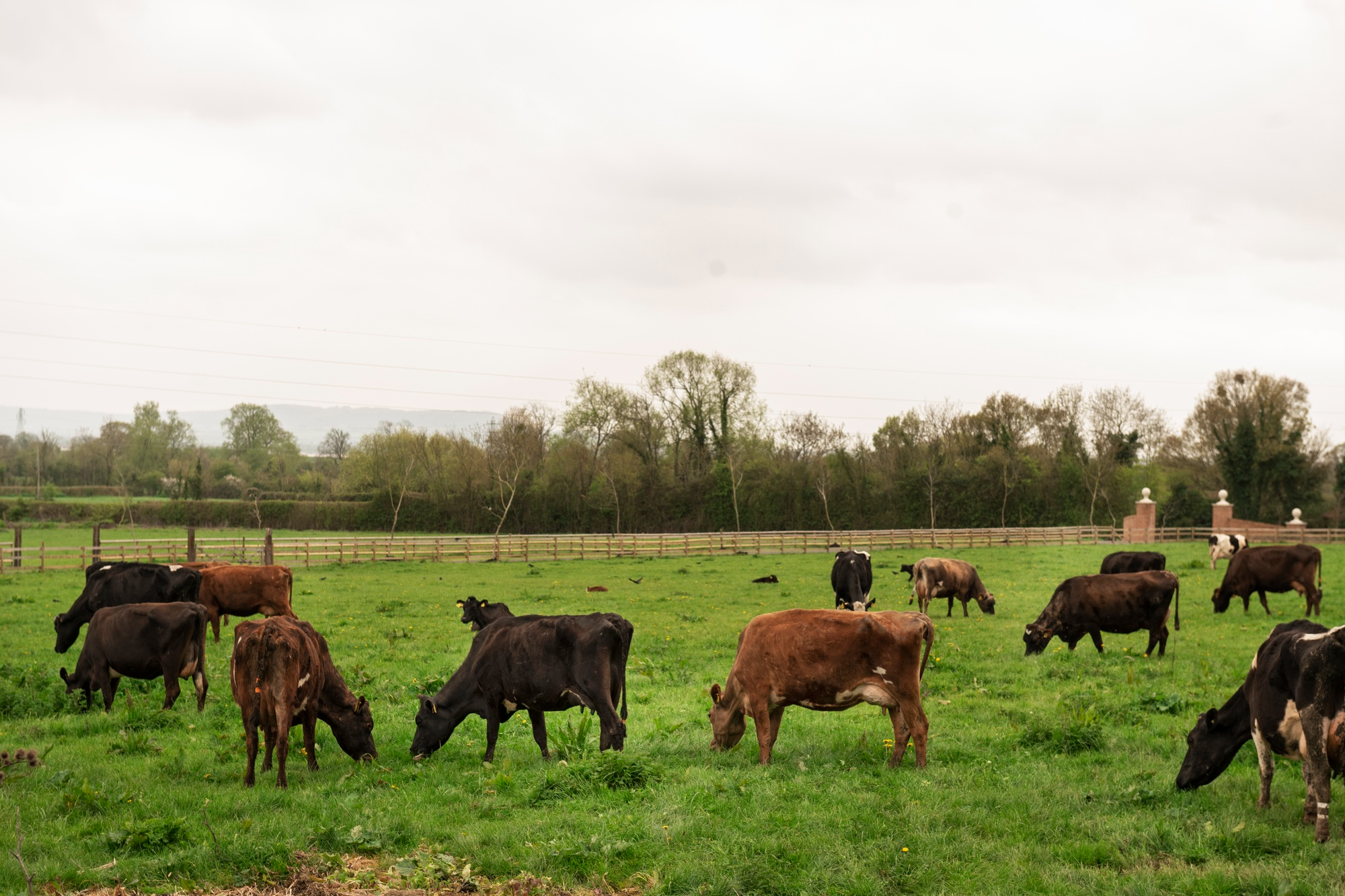 Cattle grazing